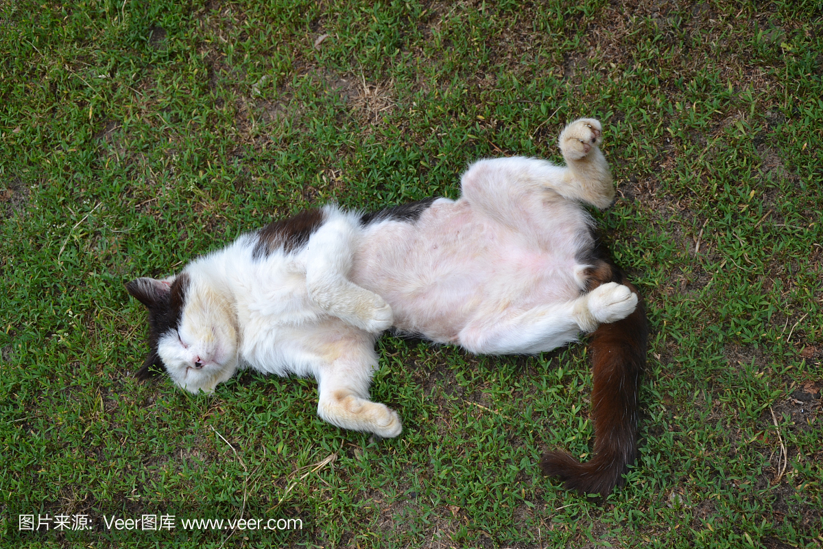 老猫睡在草地上