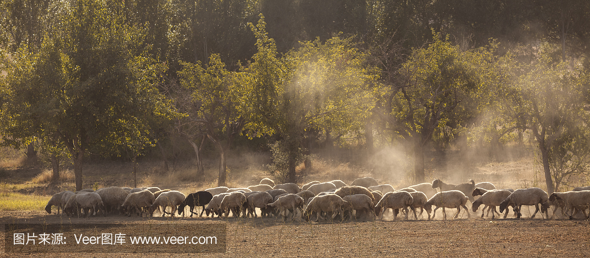 放牧羊群在土耳其安那托利亚