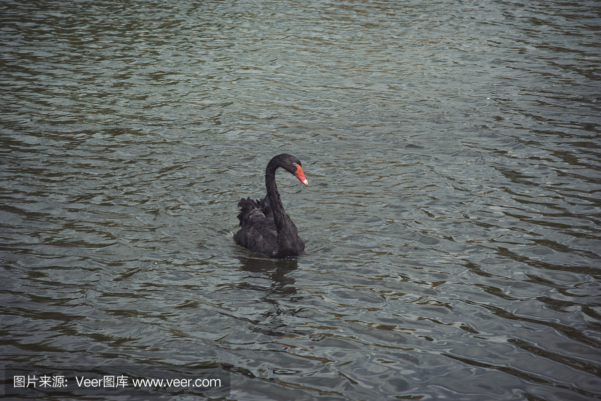 优雅的黑天鹅漂浮在湖上。爱和忠诚的浪漫象征