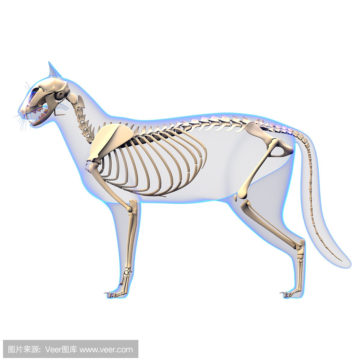 猫骨骼解剖 - 猫骨骼 - 侧视图