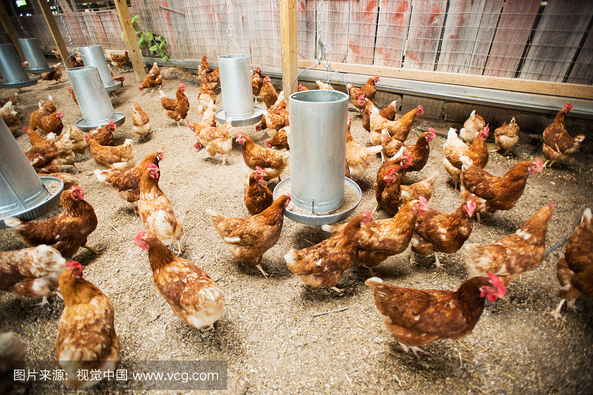 Chickens in a coop; Clinton, Maryland, United S