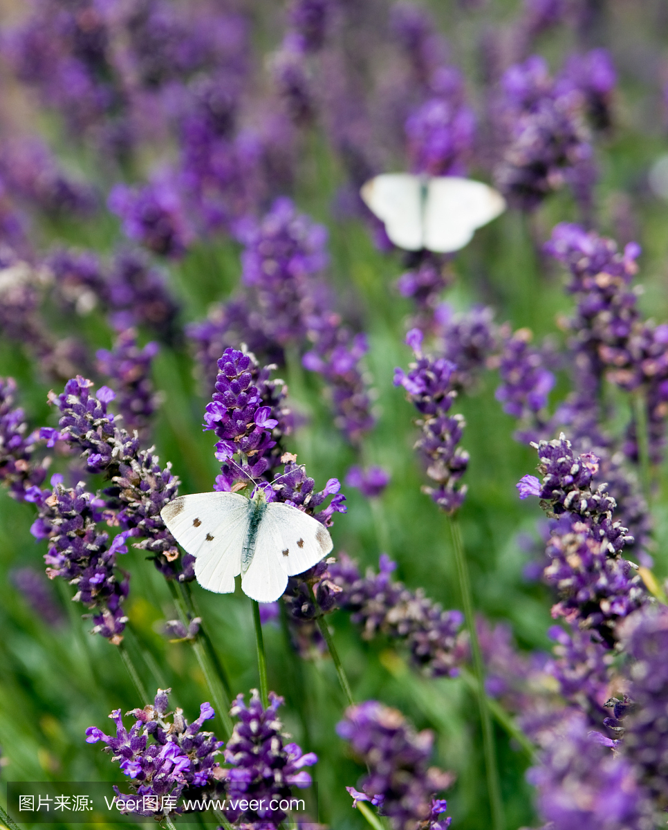白色的蝴蝶在薰衣草与短的景深