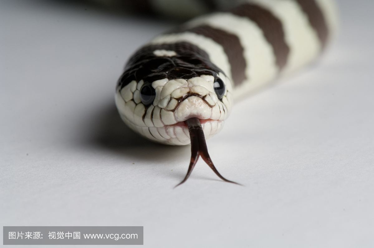 加州王蛇(Lampropeltis getulus californiae)。