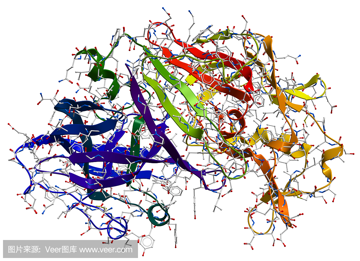 酶胃蛋白酶3D模型