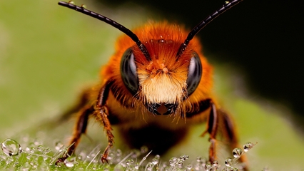 高清晰黄蜂昆虫壁纸封面大图-1368kb