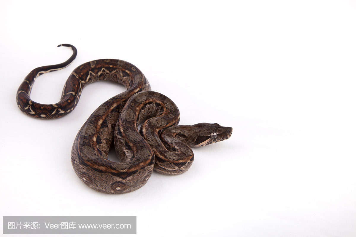 蟒蛇,蟒,水平画幅,索诺兰沙漠