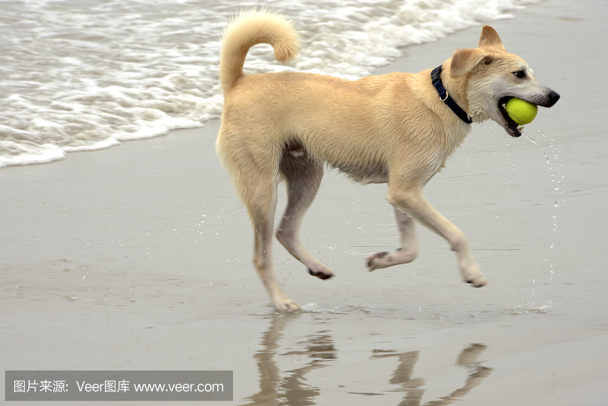 网球,打网球,玩网球,水平画幅