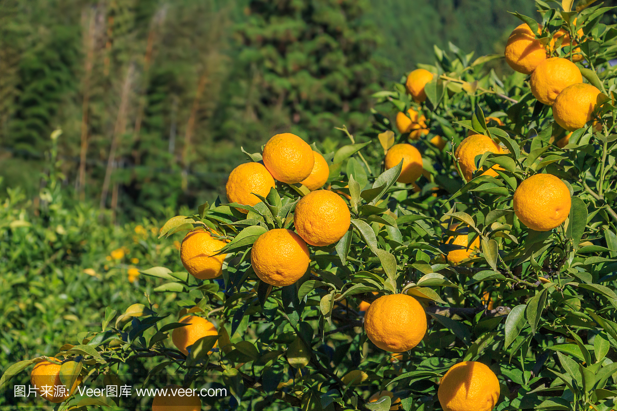 日本柑橘,日本柑桔,德岛县,德岛港市