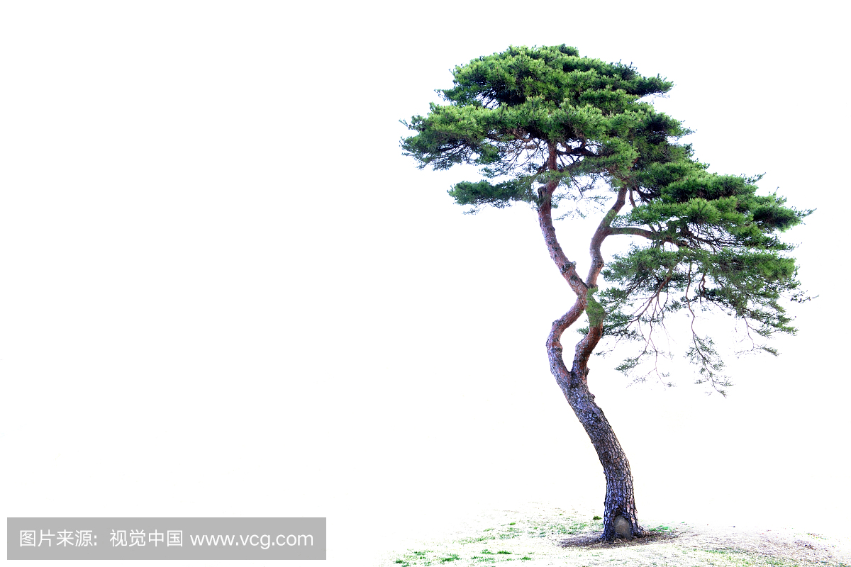 Pine tree,Gyeongju,Gyeongbuk