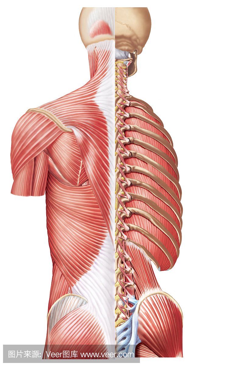 解剖模型,人体结构的,解剖模型的,头盖骨的