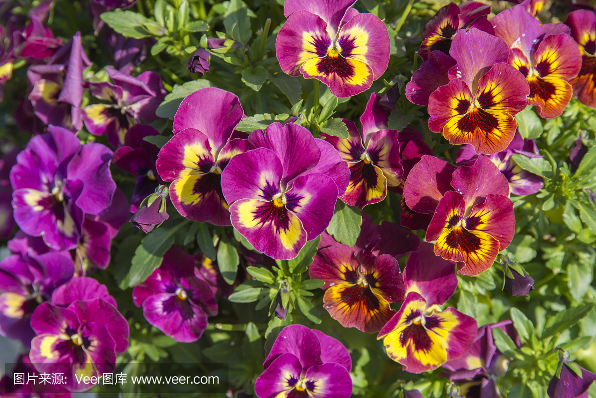 双色,两种色彩,两个颜色,双色调