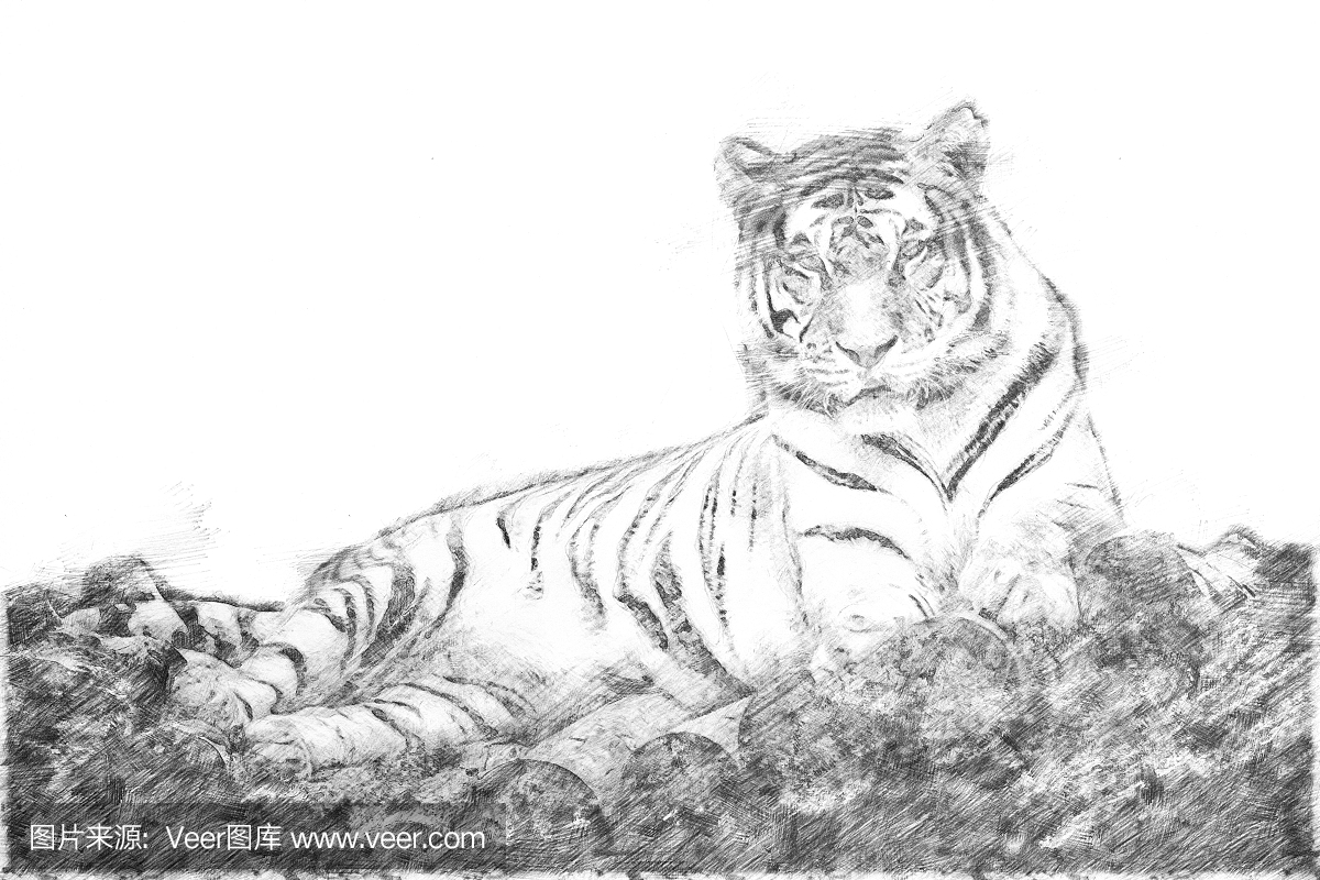 素描 - 西伯利亚虎躺在一座木桥上
