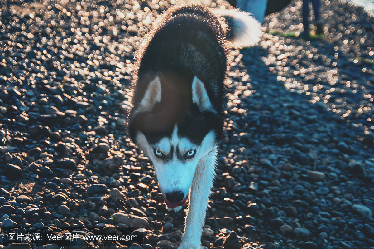 人工饲养动物,肖像,恐怖,狗