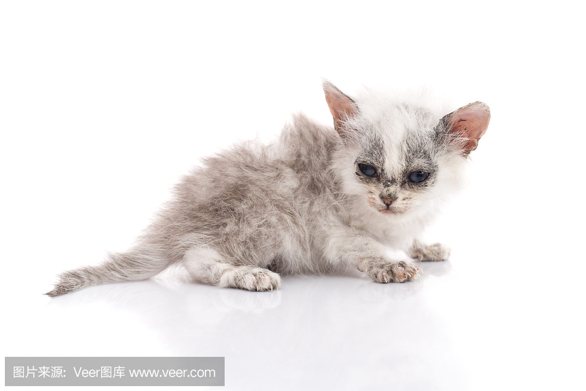 病猫在白色背景上