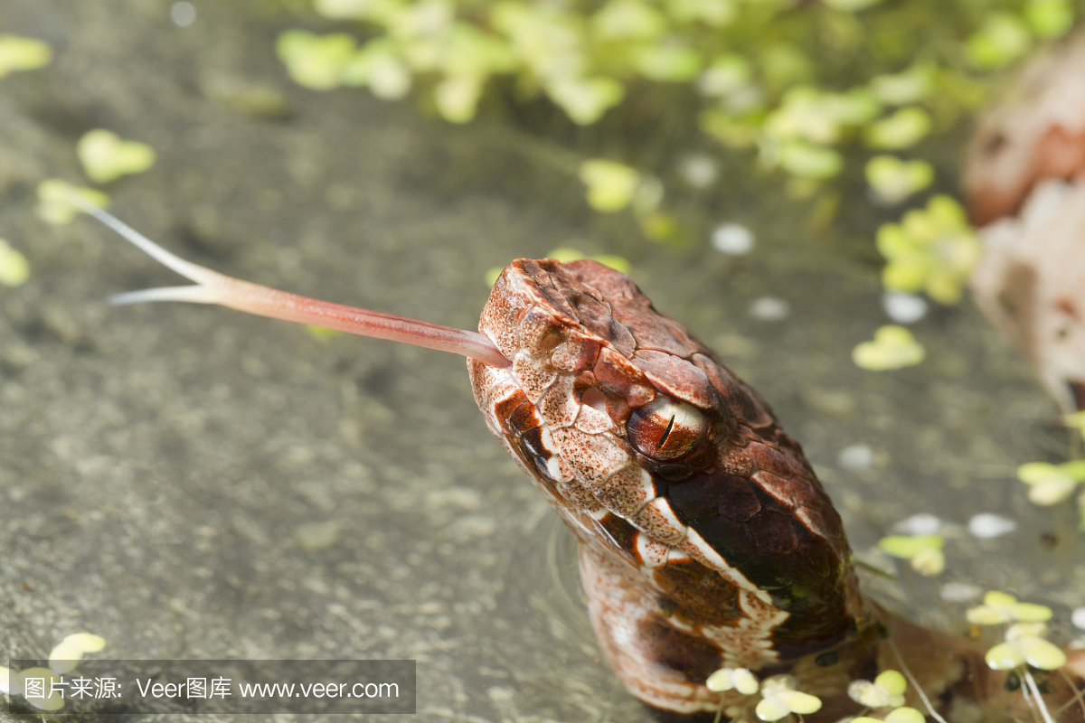 噬鱼蝮蛇,食鱼蝮,棉口蛇,水腹蛇