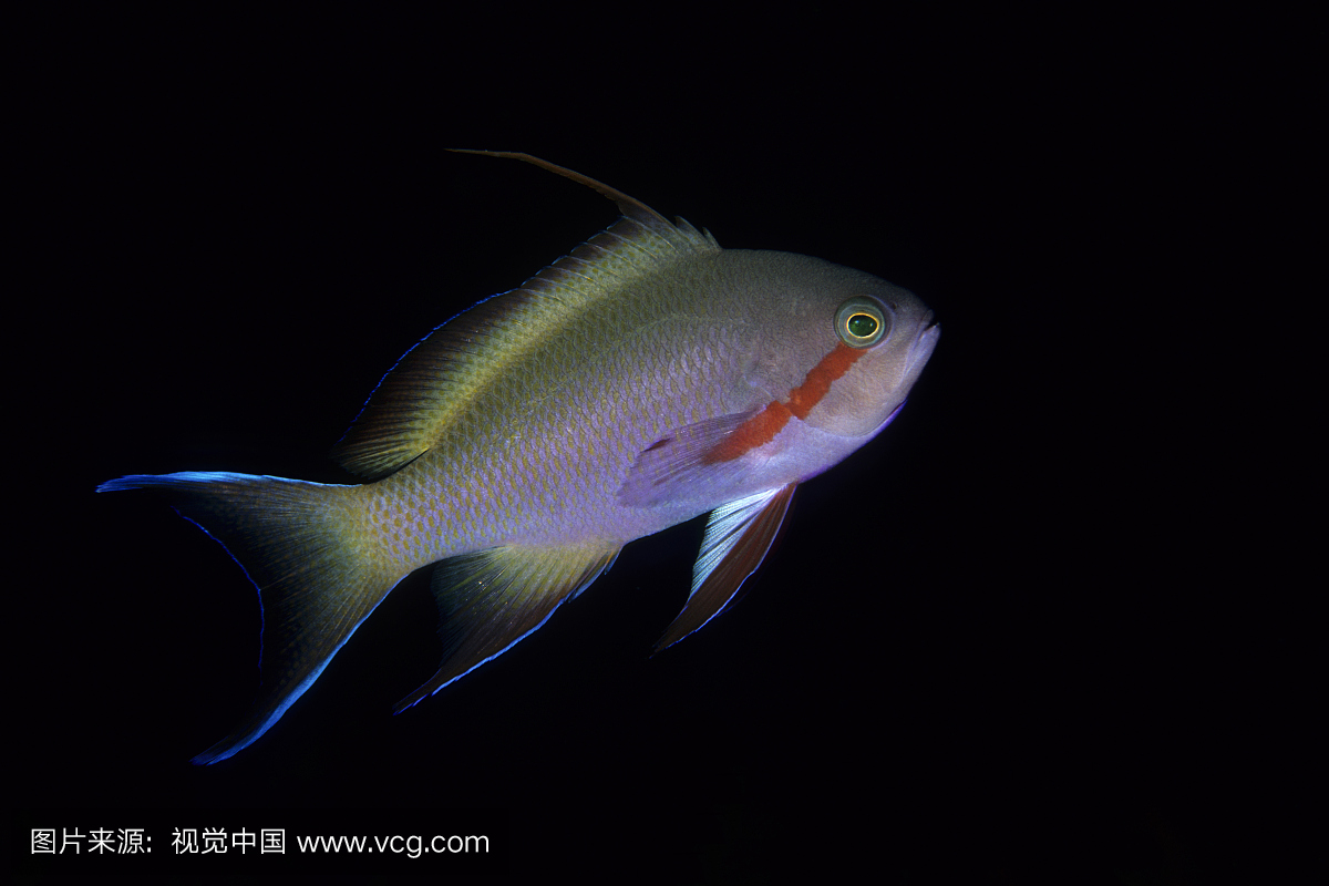 印度尼西亚印度洋太平洋地区的胭脂红假面胡麻