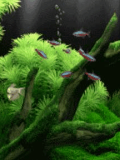 梦幻水族馆动态桌面 3d动态水族馆桌面壁纸-573kb