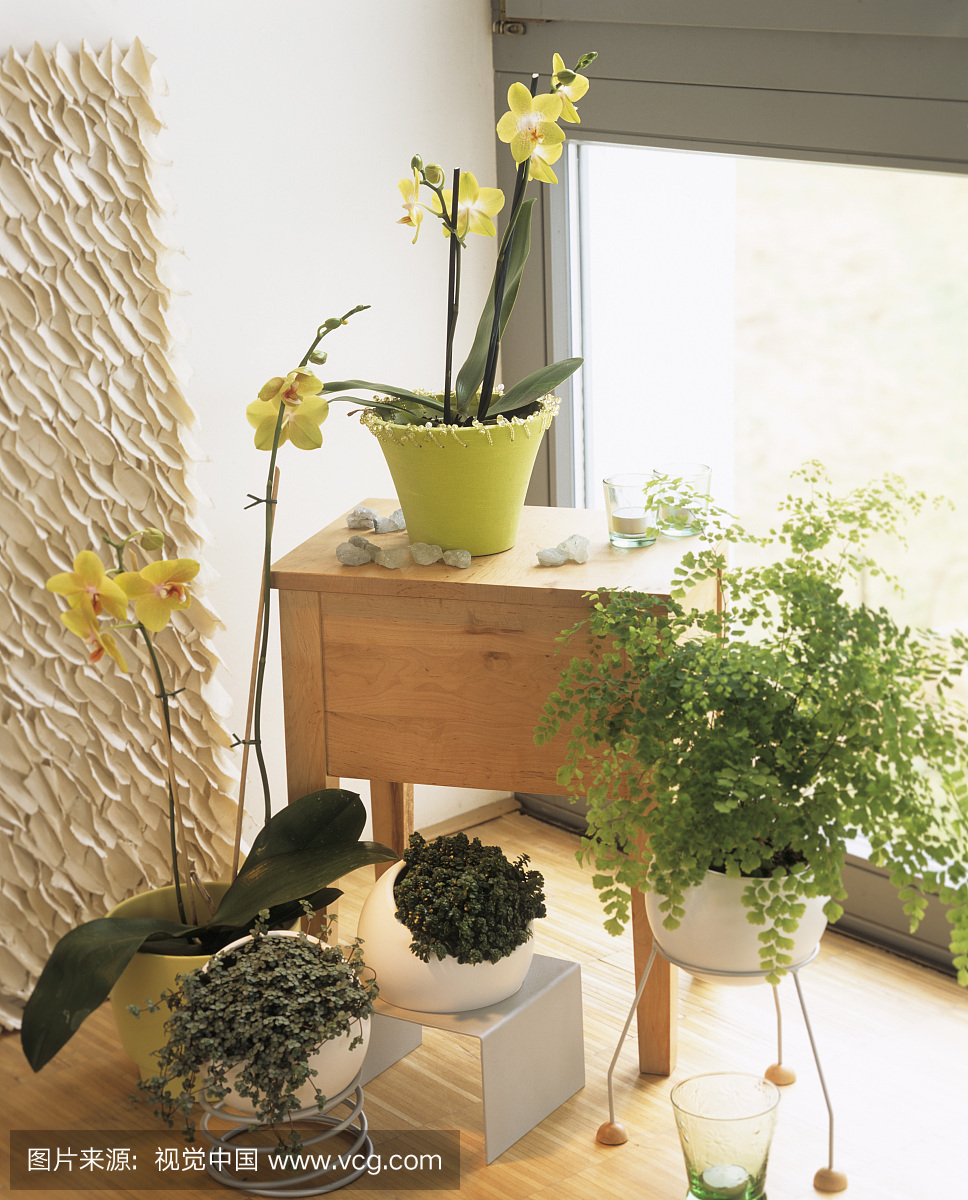 Flowery corner with yellow Phalaenopsis & Ma
