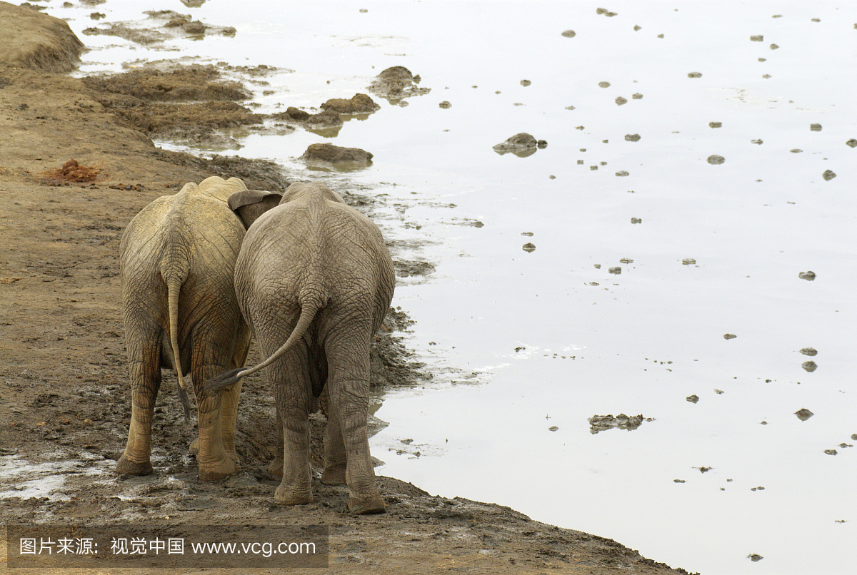 两个男性非成年非洲大象(非洲大洋洲)在水坑,M
