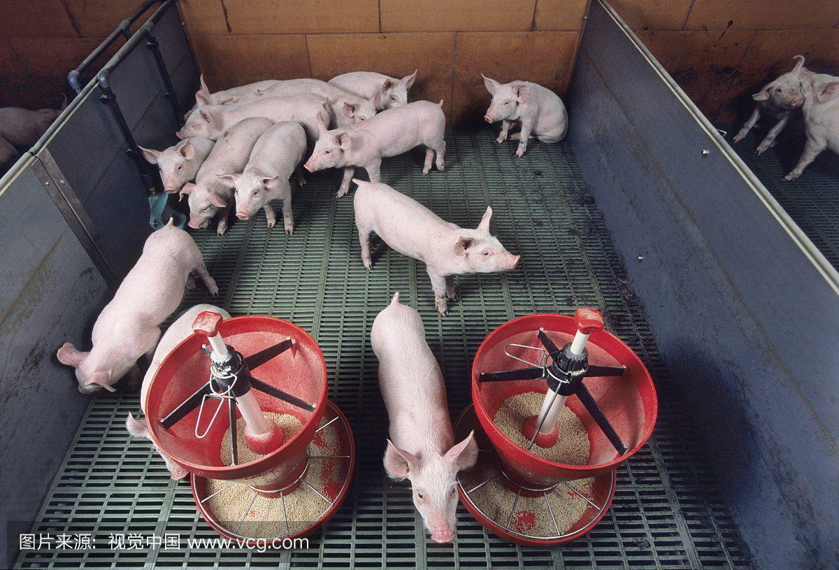 Large White piglets at fattening workshop Fran