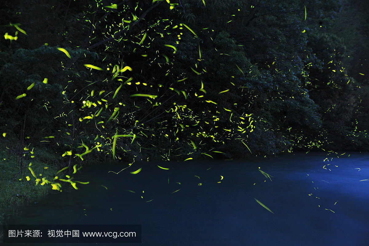 The firefly dancing by the Kozagawa River