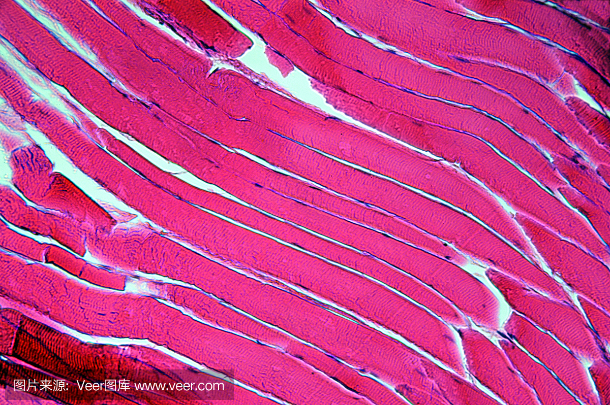 肌肉纤维细胞以400倍放大