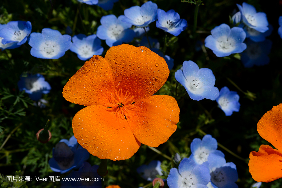 花的领域婴孩蓝色眼睛在春天和加利福尼亚罂粟