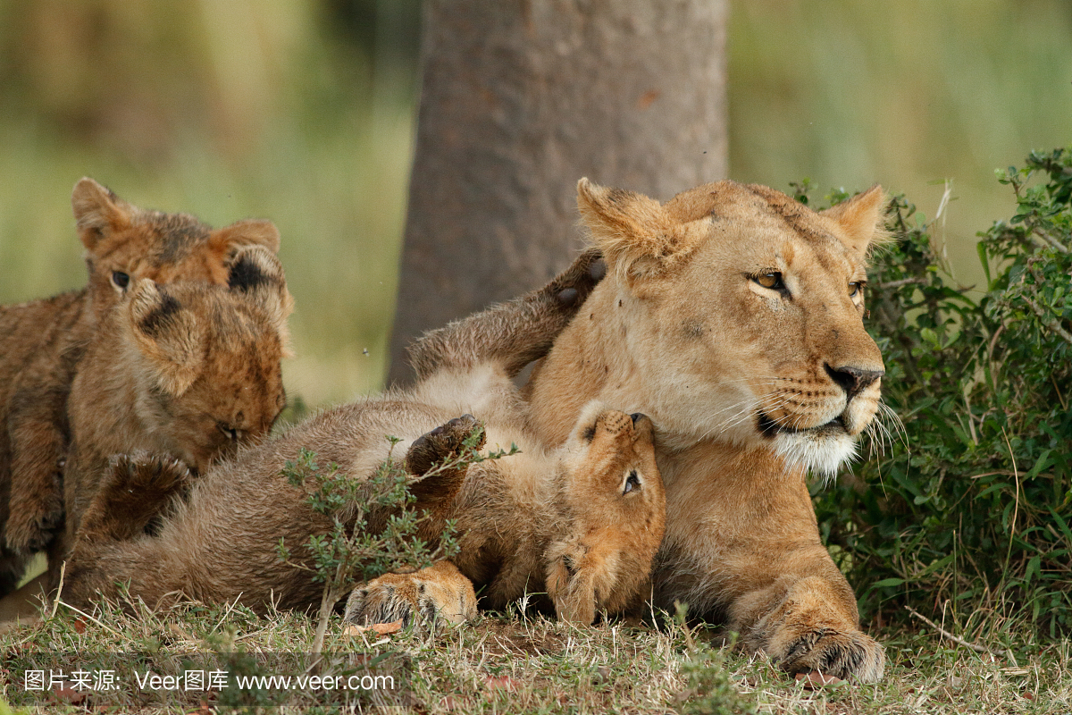 野生动物,狩猎动物,狮子,猫科动物