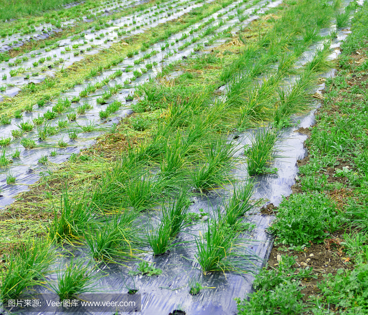新鲜和年轻的香葱种植园,瑞士