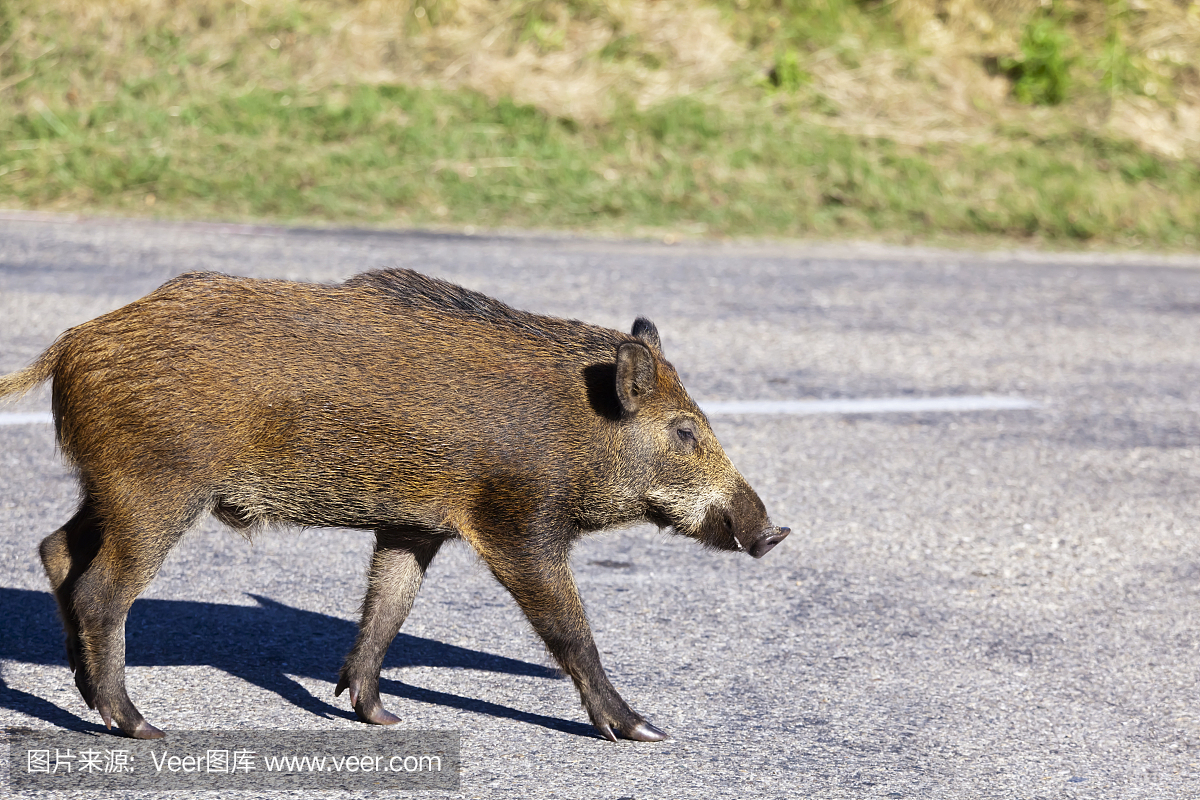 全国二元母猪销售价格、生猪进场价格及首要批发商业商场玉米价格（6月20日）