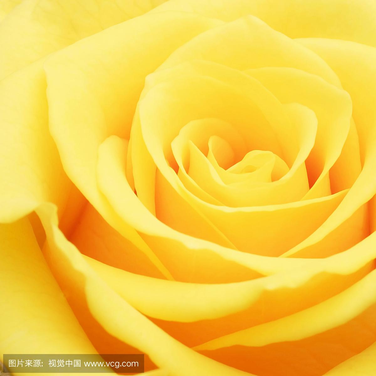 黄色,黄色的,赭色,黄颜色