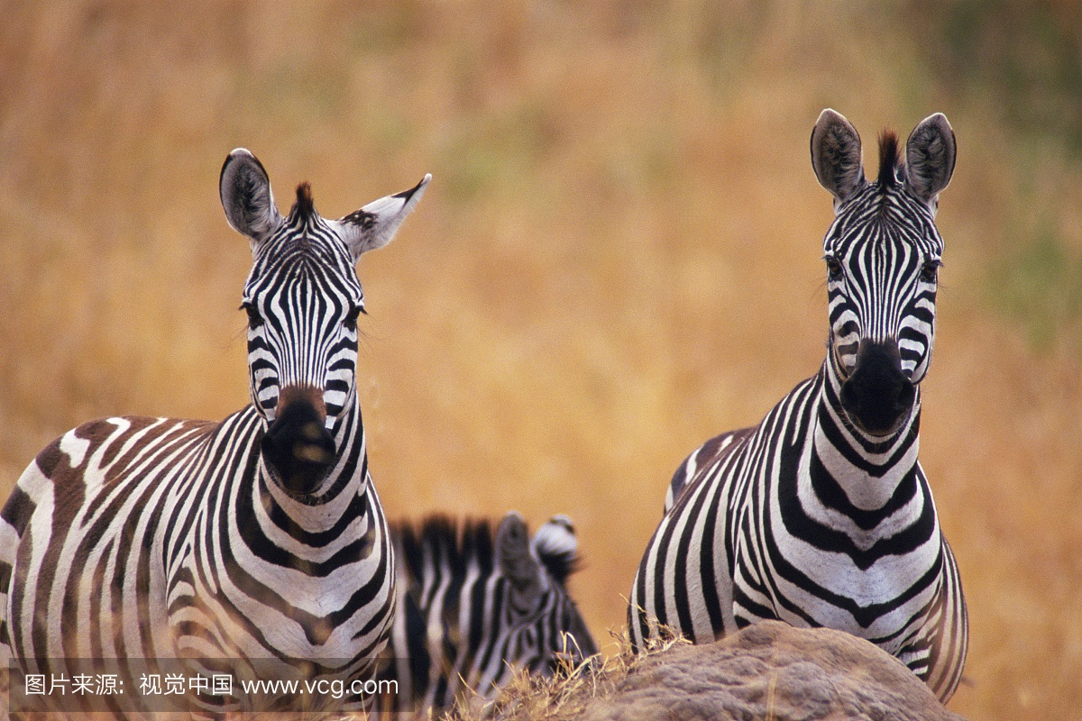 白昼,食草动物,斑马,哺乳纲