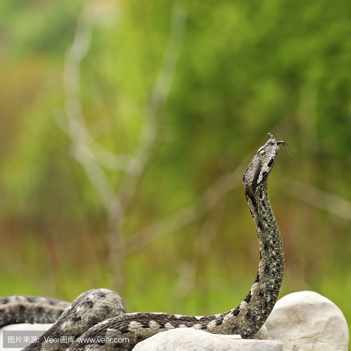 爬虫学,爬虫类,蝰蛇,毒蛇