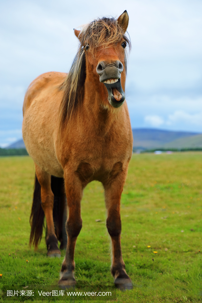 嘶叫,叫声,驴叫声,打哈欠