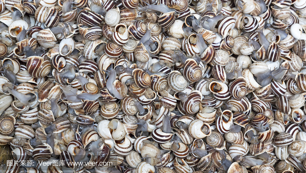 生活在马拉喀什市场的蜗牛,摩洛哥