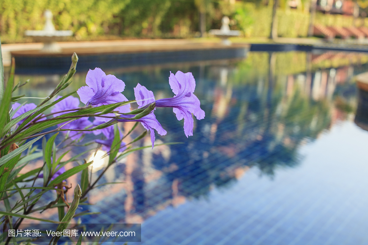 紫罗兰大蒜藤在游泳池前开花
