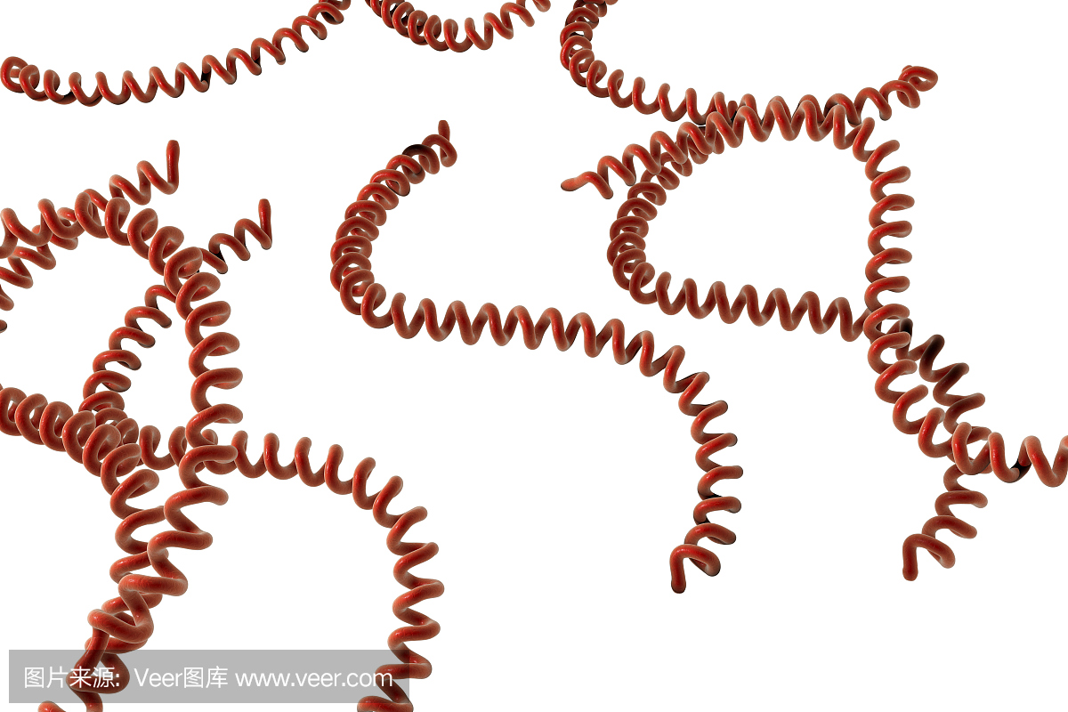 螺旋体,钩端螺旋体,细螺旋体,寄生的