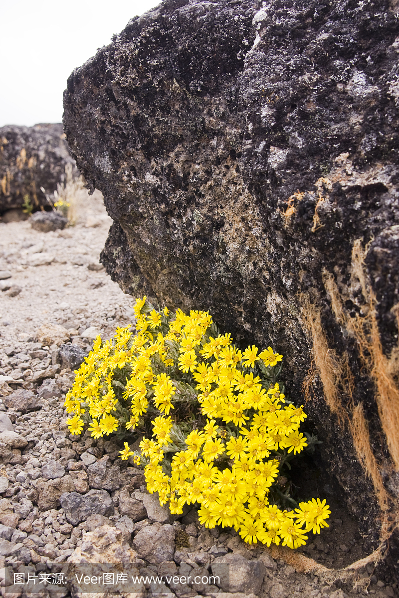 Helichrysum newii,在乞力马扎罗山庇护恶劣的气