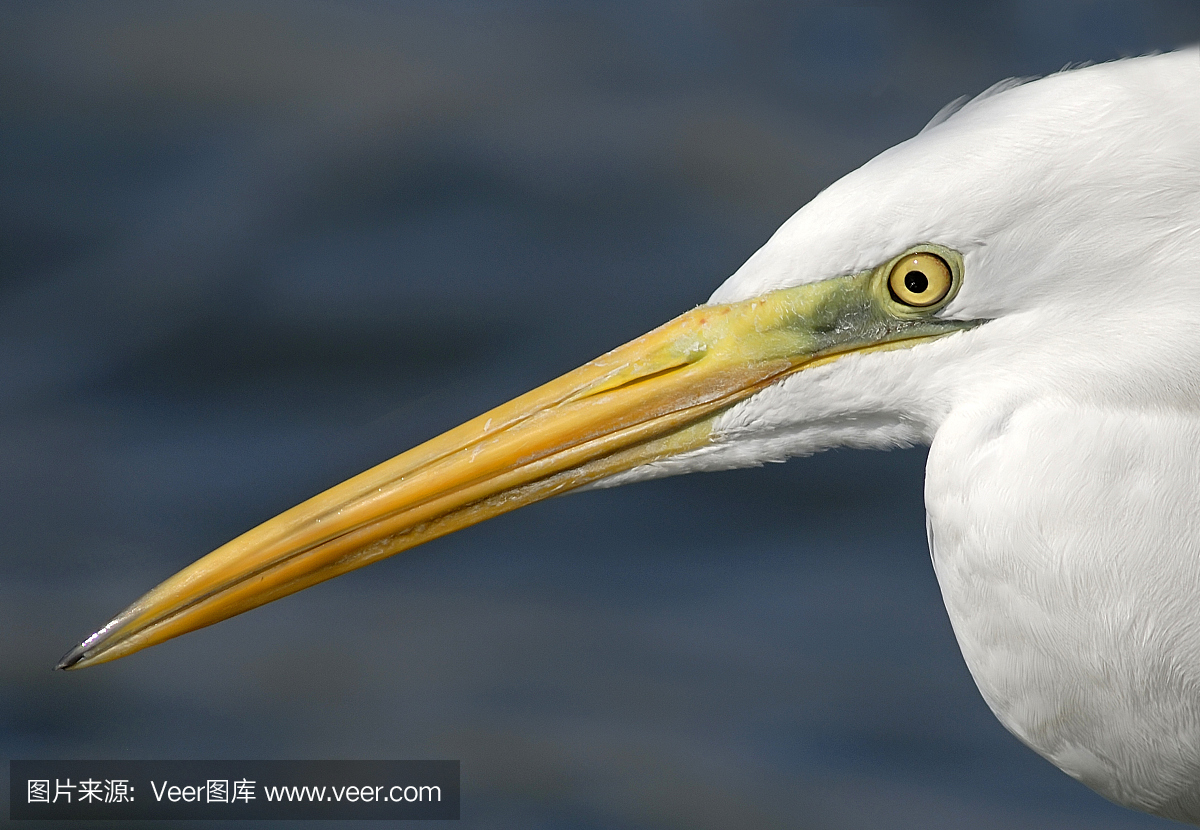 大白鹭,美洲白鹭,摄影,喙