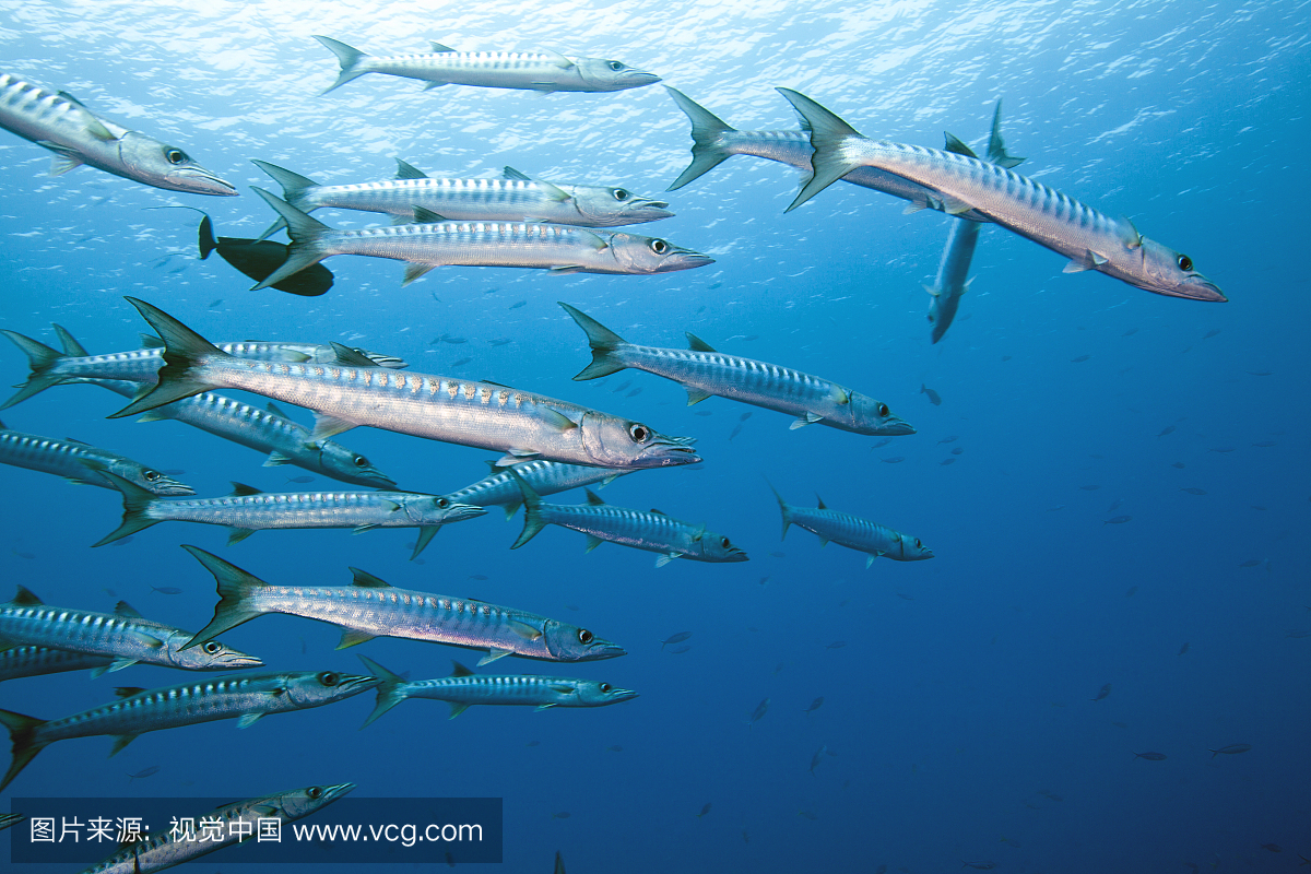 黑鳍梭鱼,康氏黑马鲛,黑杖鱼,水下