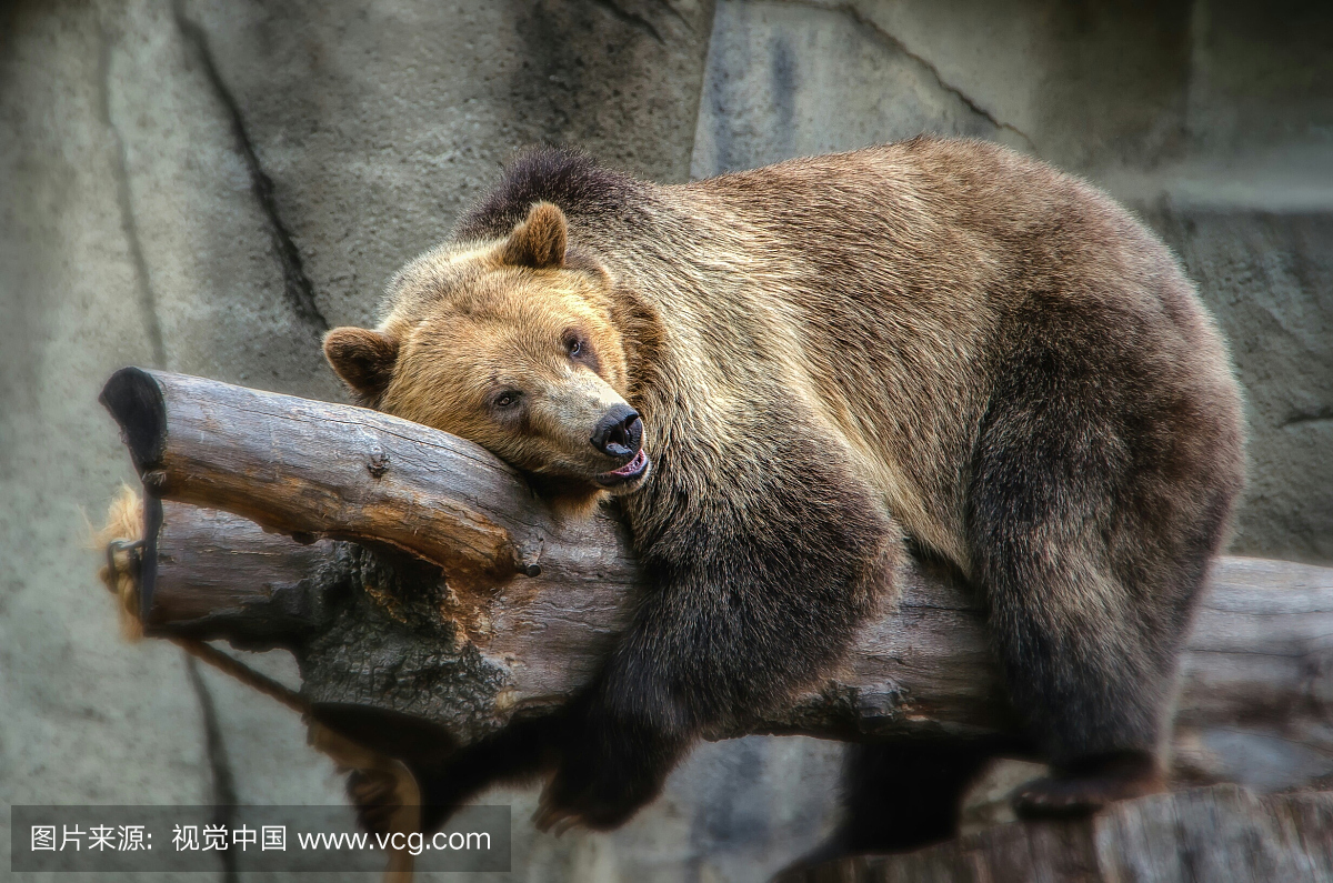 在克利夫兰都市动物园的树上的灰熊的低角度视