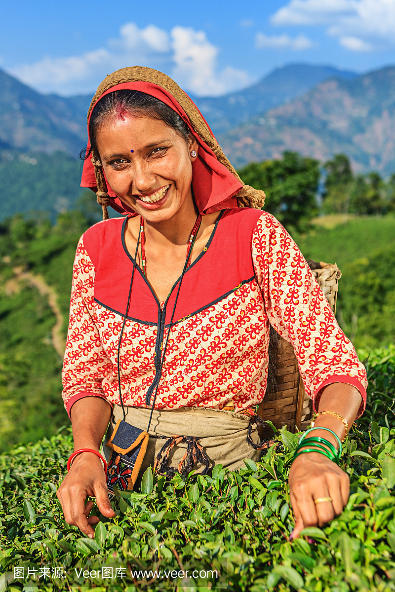 印度扒手在印度大吉岭拔毛茶叶
