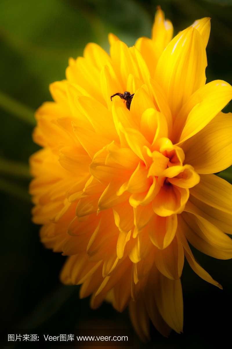 披着羊皮的狼,骗人,骗人的,骗人的把戏