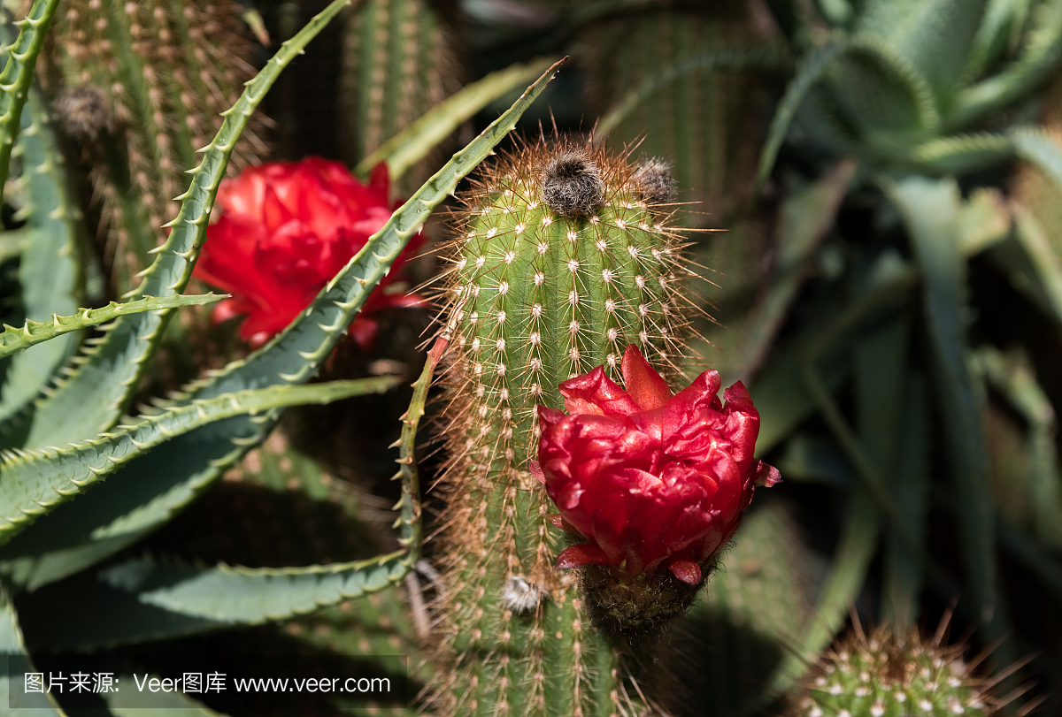 美丽的绿色仙人掌在植物园在芝加哥