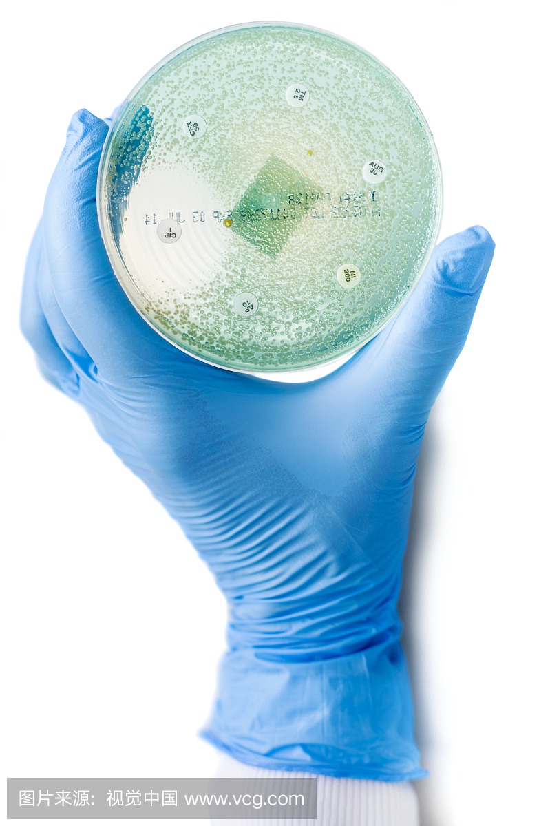 抗生素敏感性试验