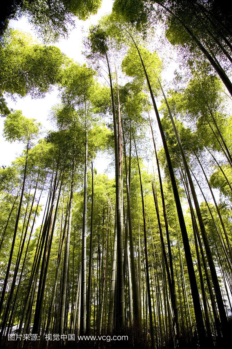 京都,日本,亚洲,著名景点