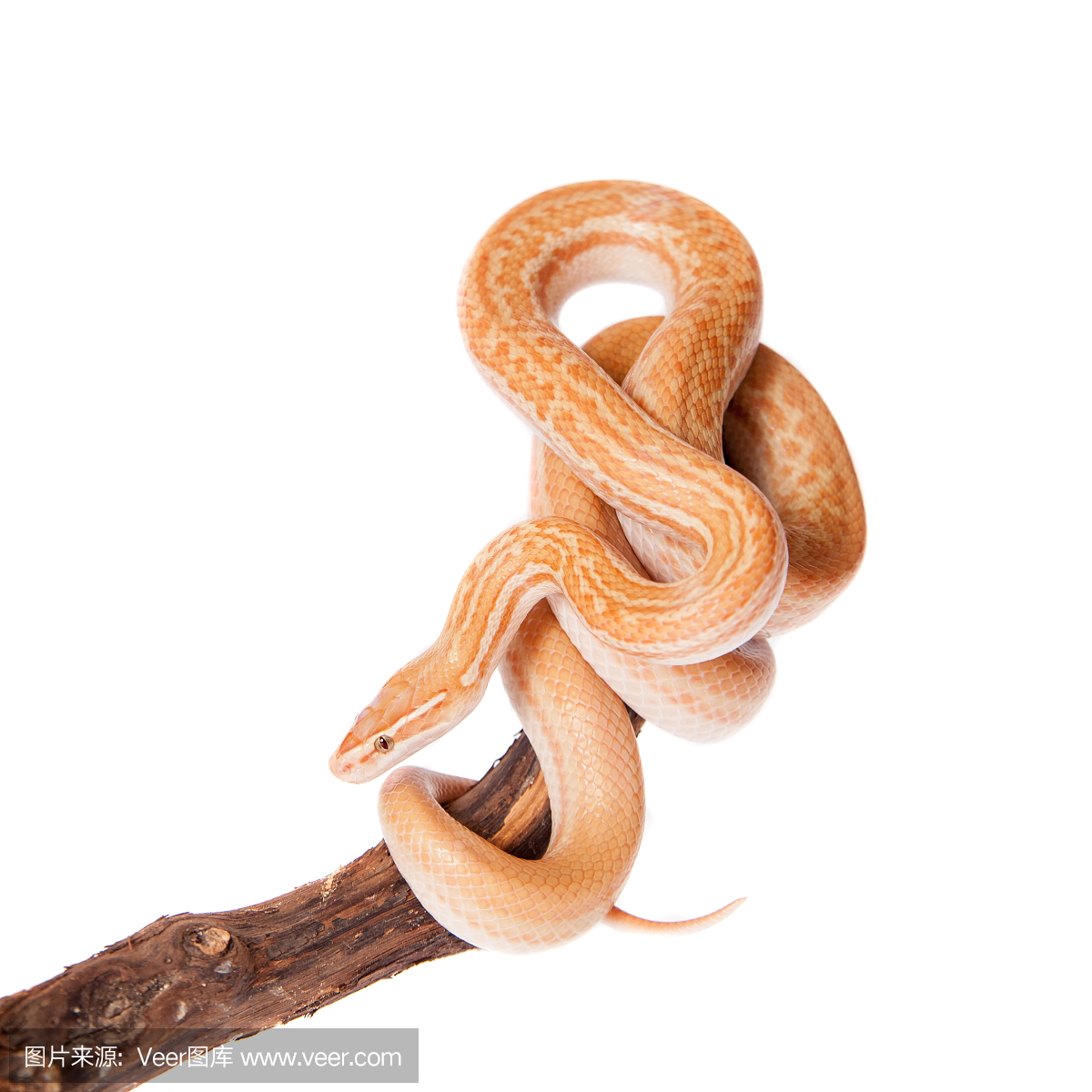 爬虫学,爬虫类,褐色,夜晚