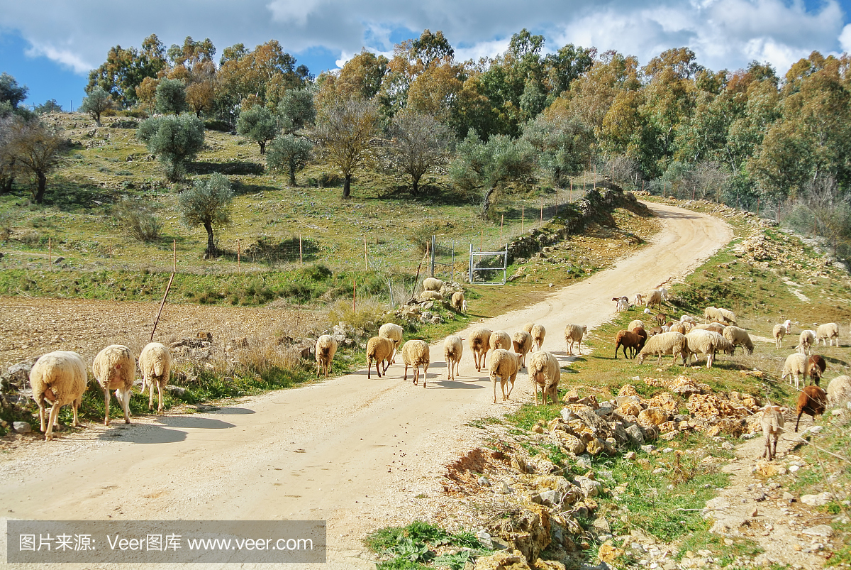 羔沿着通往村庄的小路走来,绿草如茵,蓝紫色的