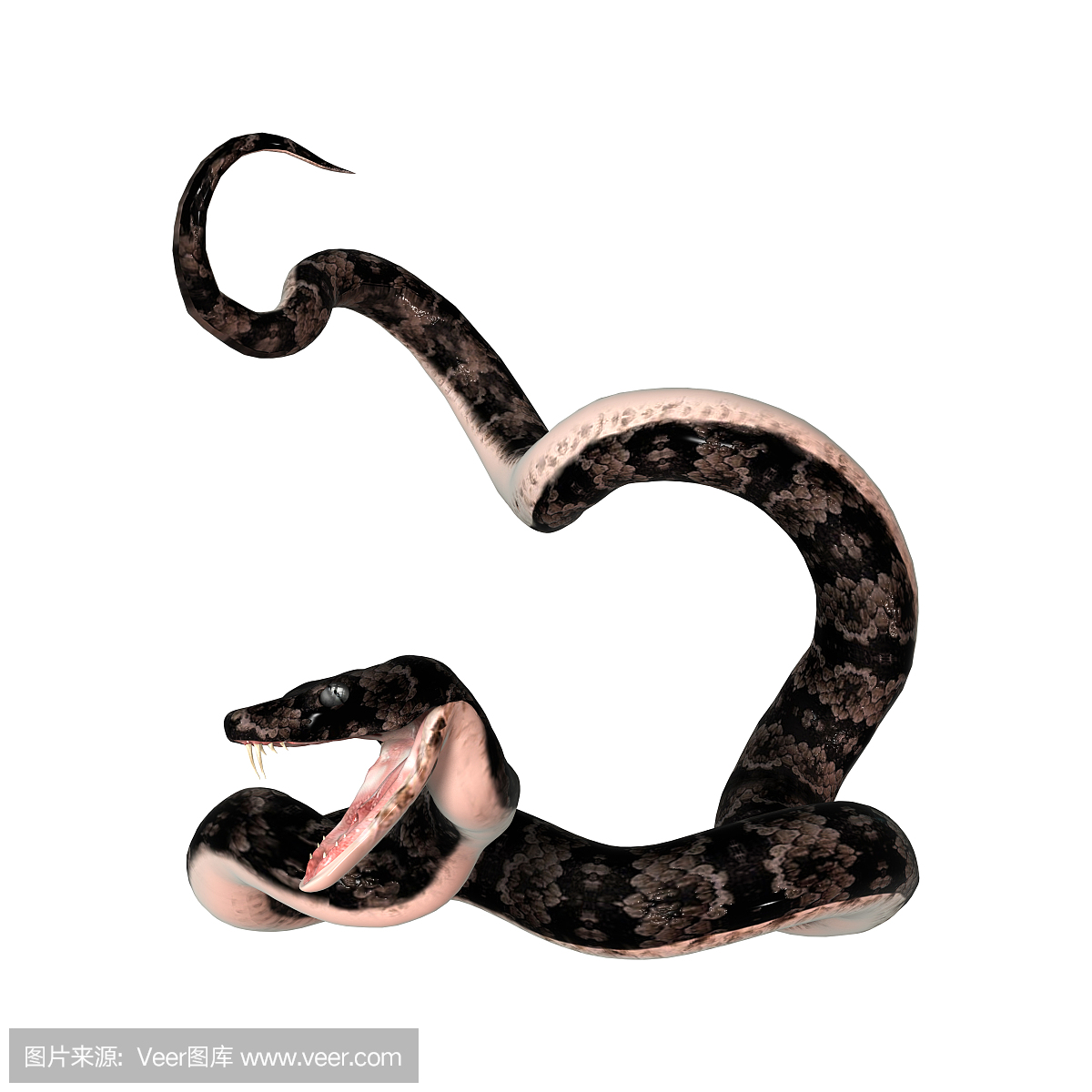 噬鱼蝮蛇,棉口蛇,食鱼蝮,水腹蛇