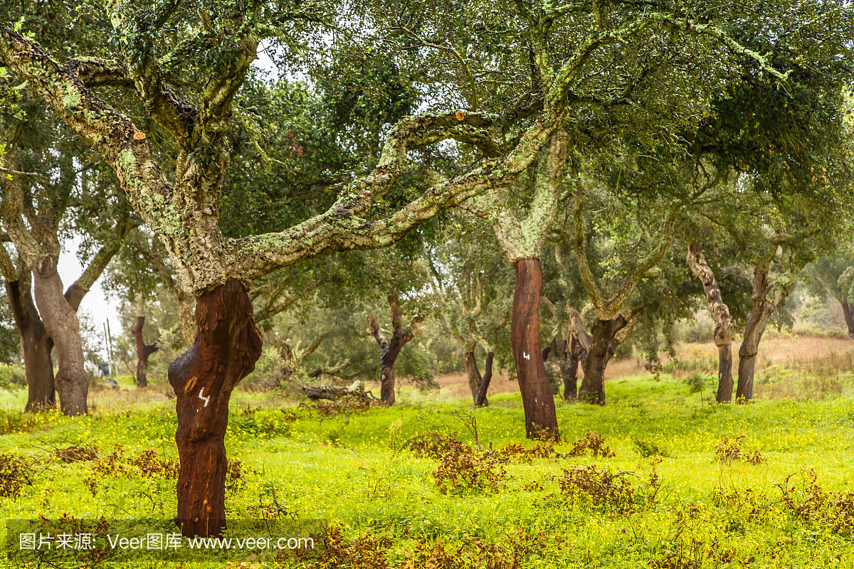 软木树自然资源葡萄牙景观